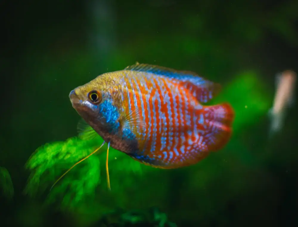 Dwarf Gourami Fish
