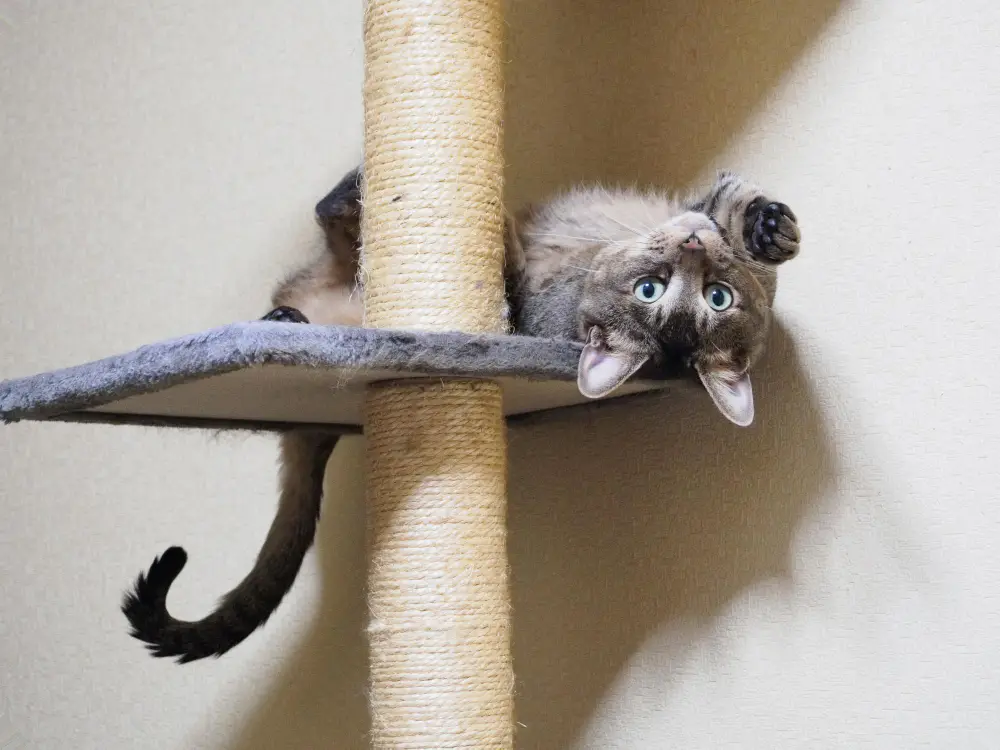 Fluffy Siberian cat climbing wall shelves