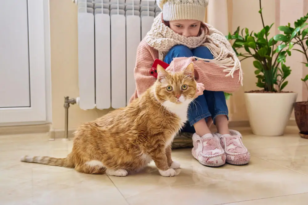 golden retiver and mainecoon playing with kid