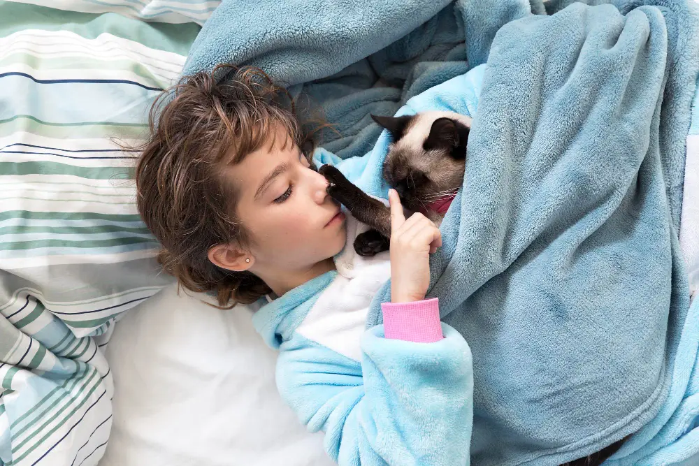 Sphynx cat snuggled under a blanket with kid
