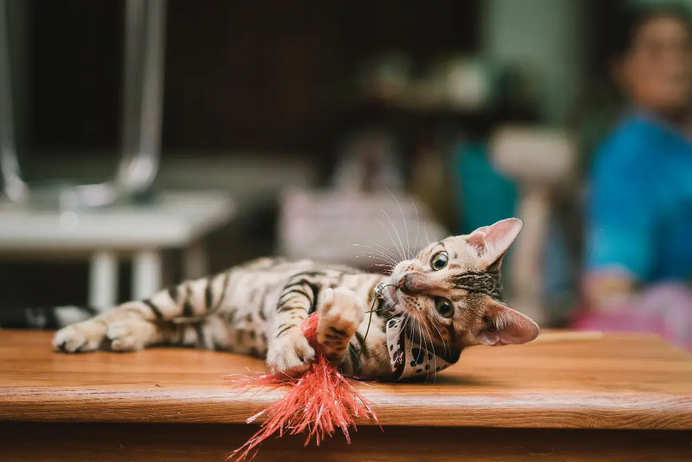Tabby American Shorthair chasing a feather toy with dog in background