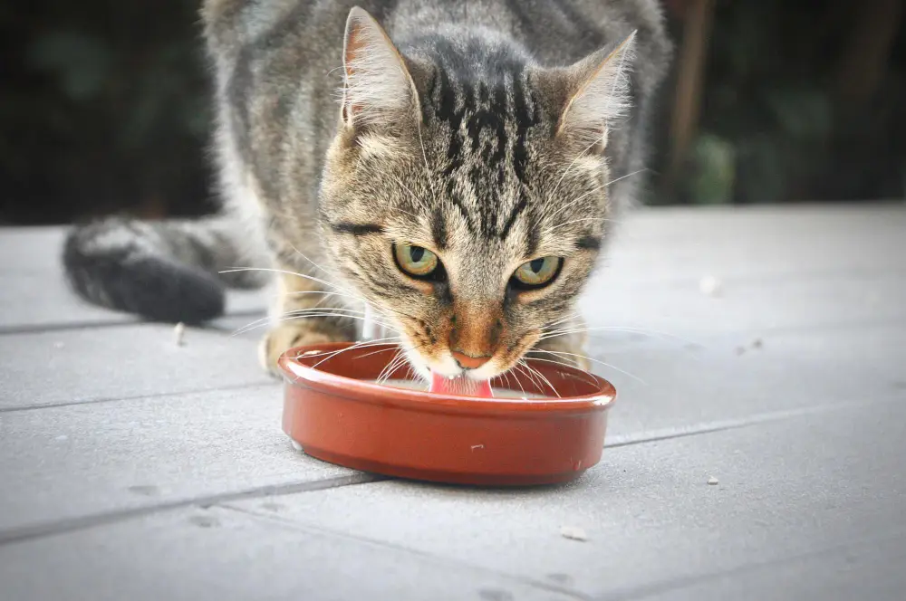 wet cat foods for sensitive stomachs