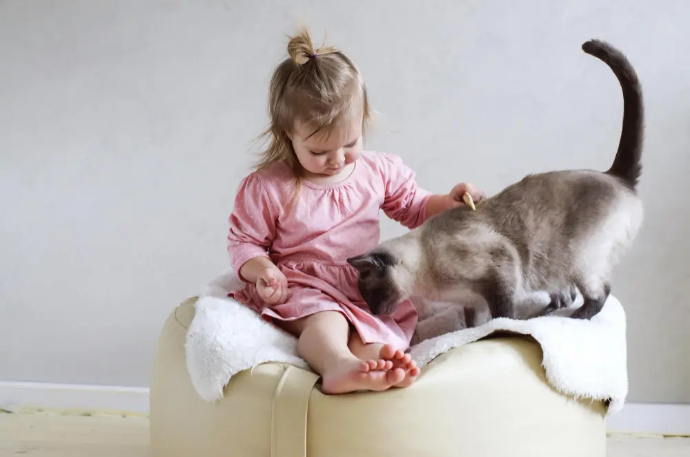 white and gray ragdoll cat lounging on a child’s lap