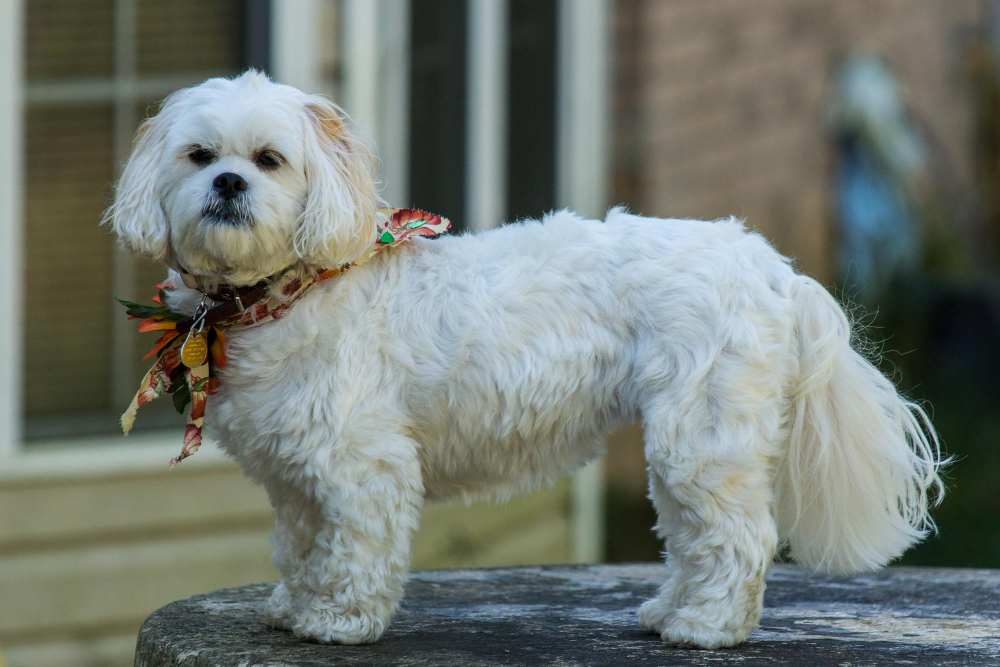 Maltese