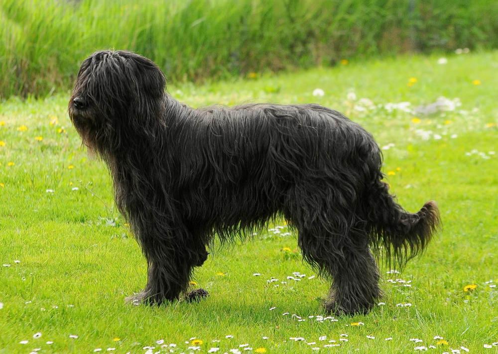 Schnauzer