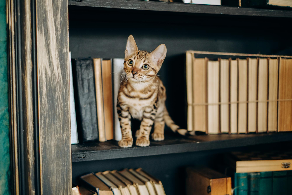 birman cat on bookshelf