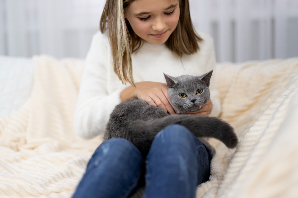 blue british shorthair cat playing with kids
