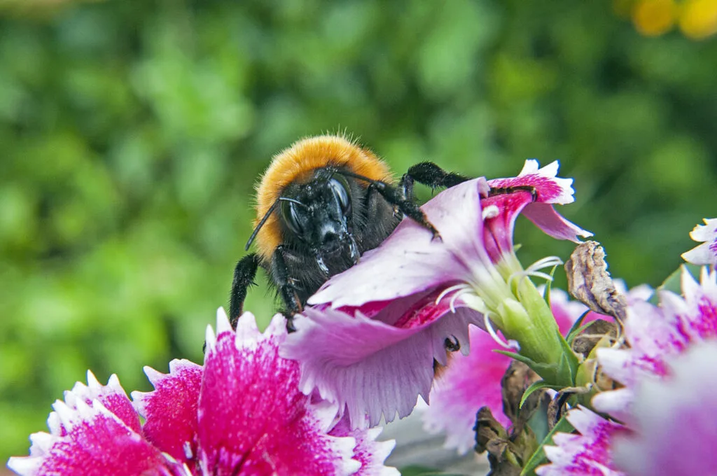 Bombus Alpinus (Alpine Bee)