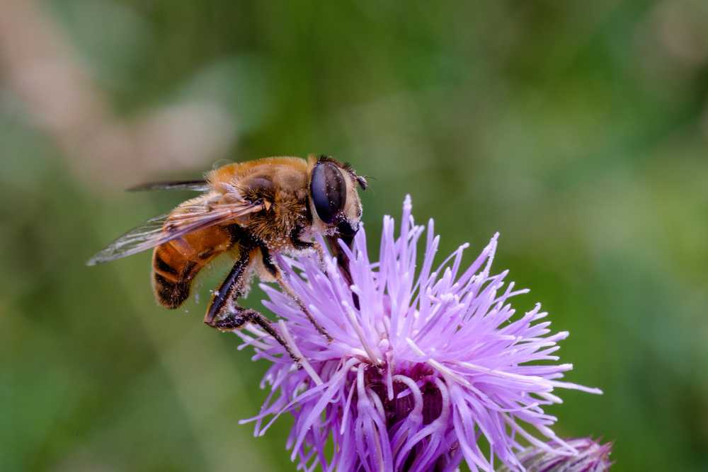 bombus alpinus