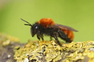 bombus auricomus black and gold bumble bee