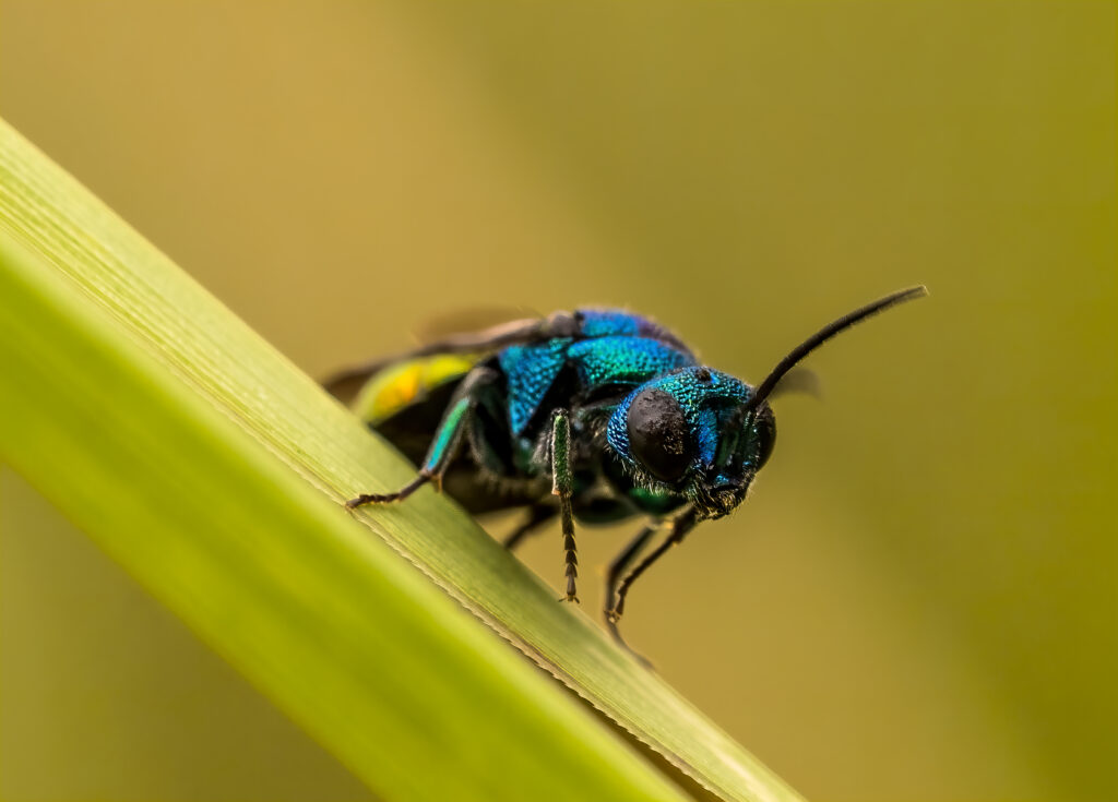 Carpenter Bee Xylocopa