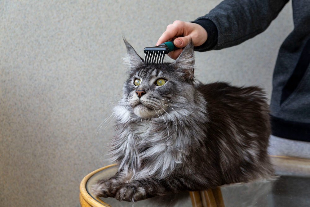 cat grooming daily