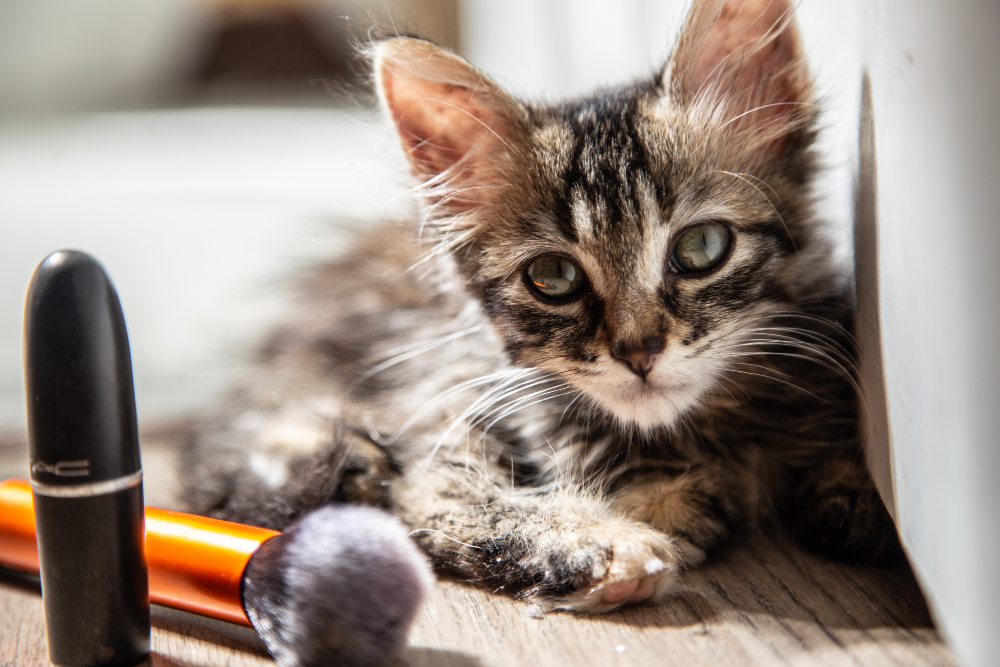 cat grooming tips