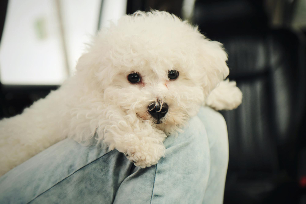 how to care for a bichon frise puppy