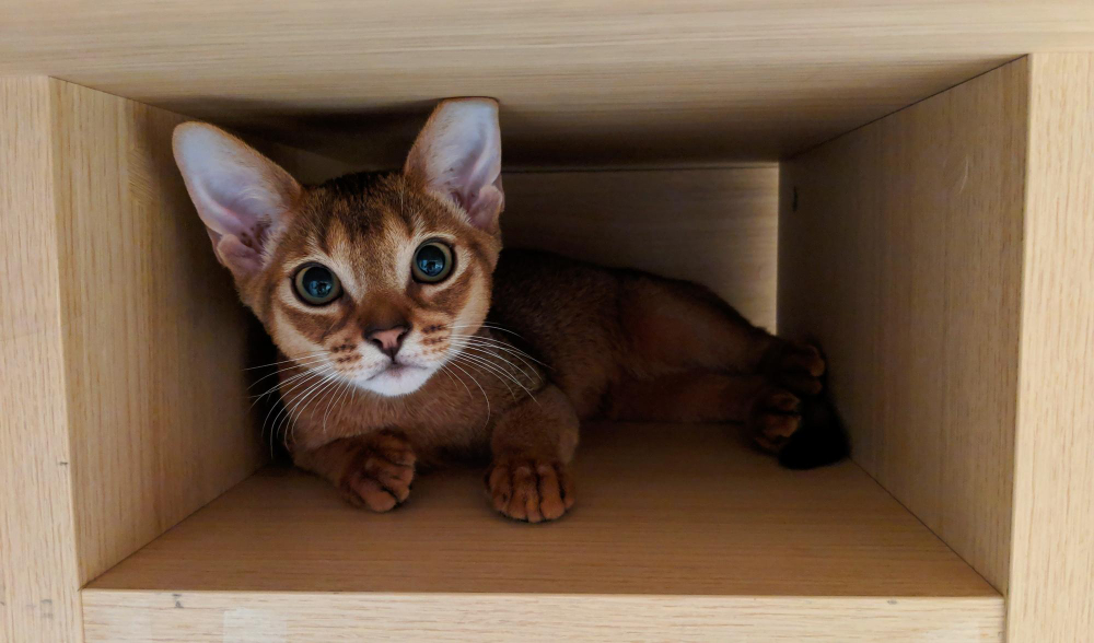 how to train a cat to use a cardboard tunnel