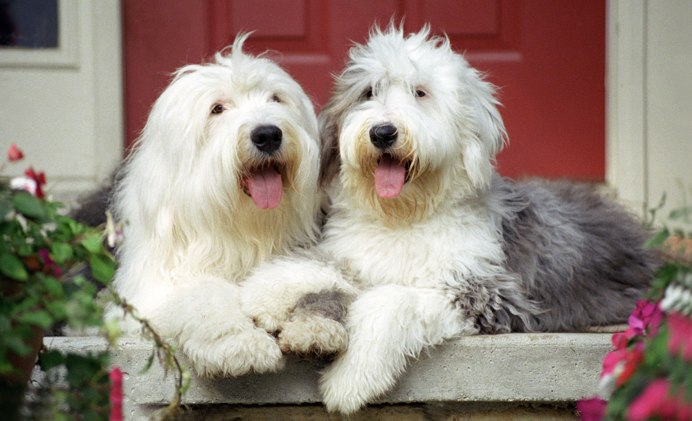 hypoallergenic maltese grooming tips