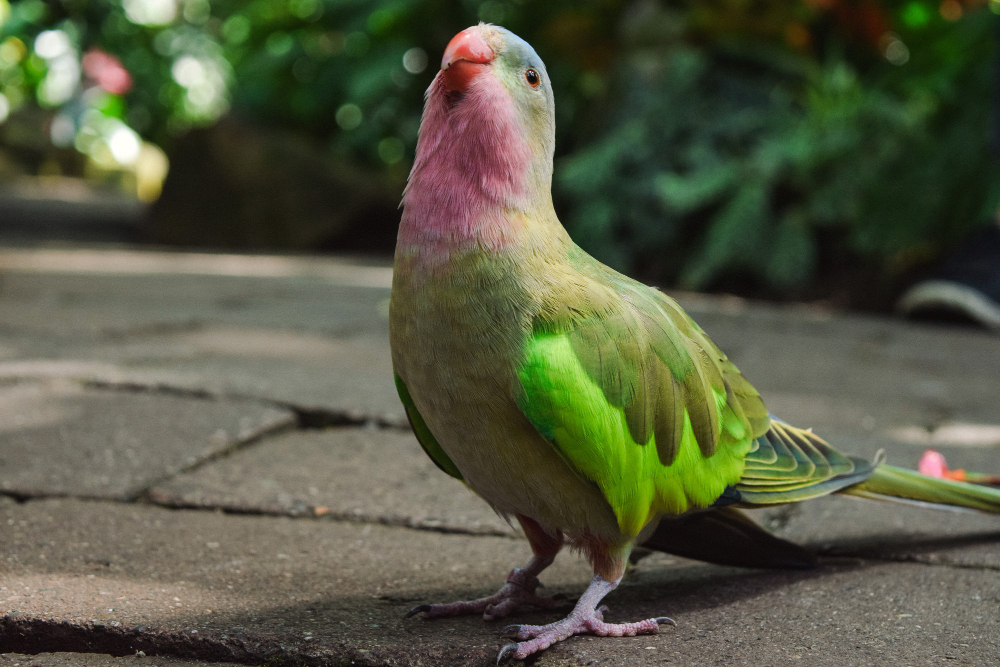 lovebird parrot cage setup and toys