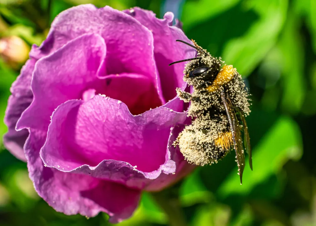 manso bees