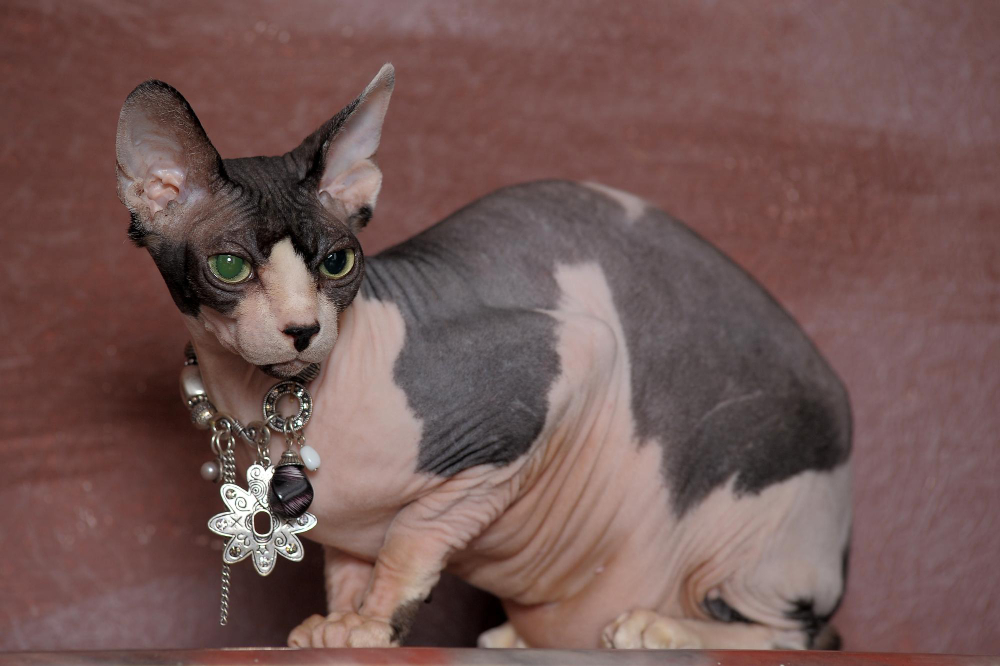 sphynx cat