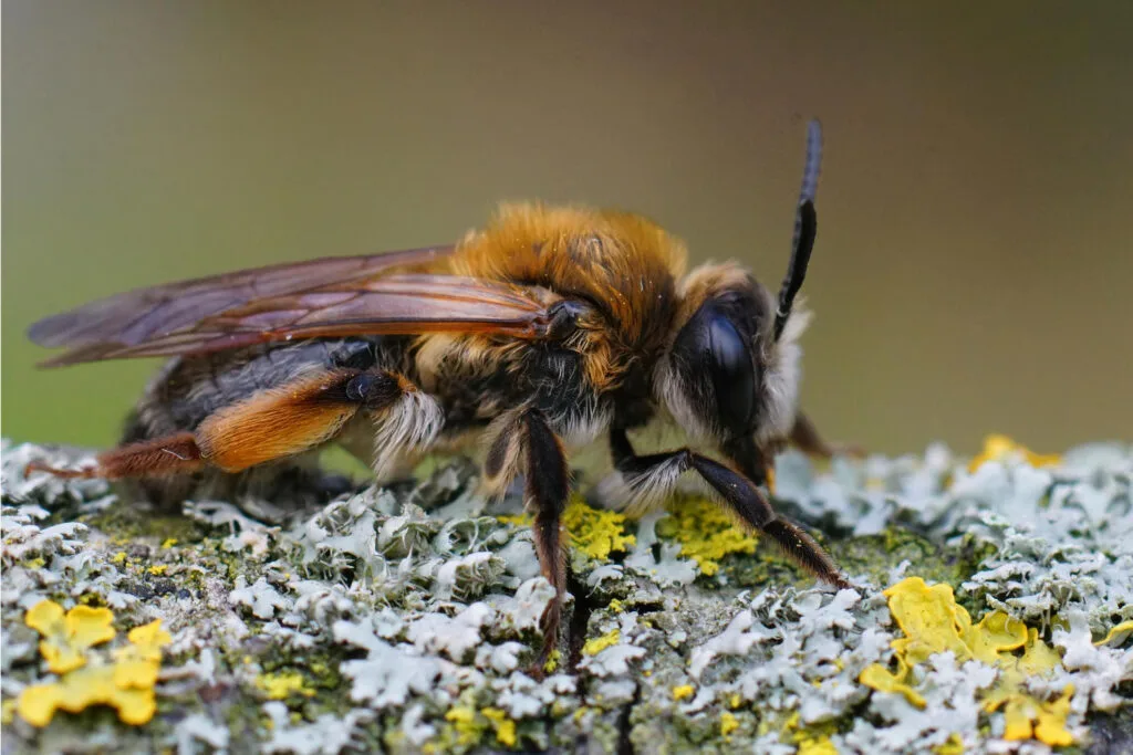 teddy bear bee amegilla bombiformis