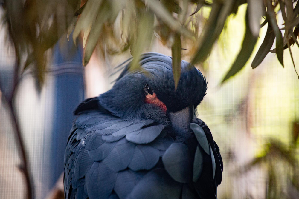 vasa parrot diet and feeding tips