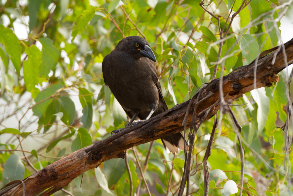 vasa parrot
