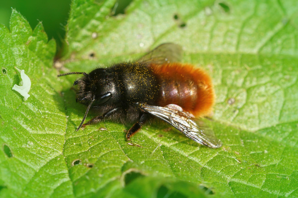 wildlife teddy bear bee amegilla bombiformis