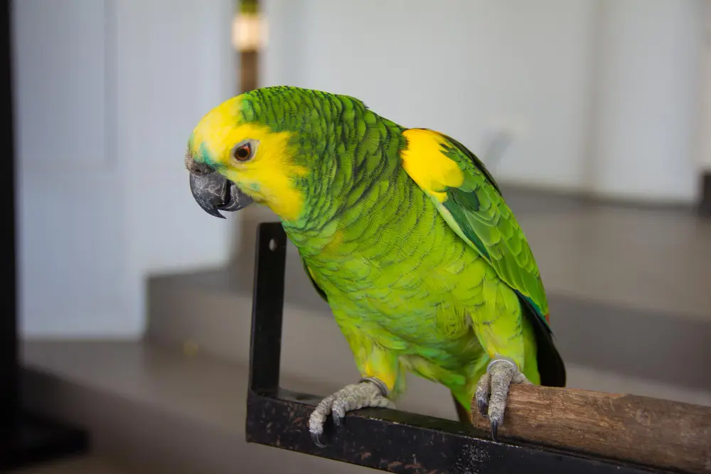 Yellow-naped Amazon parrot