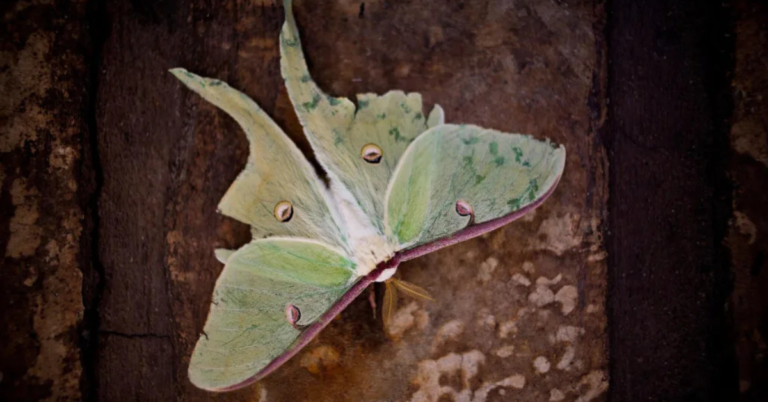 luna moth