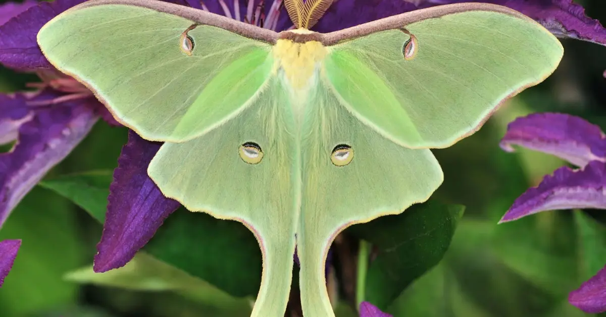 luna moth life cycle