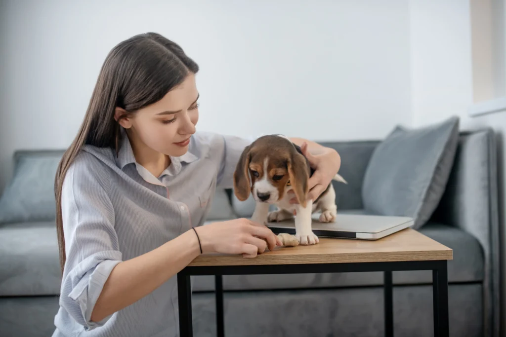 pets care