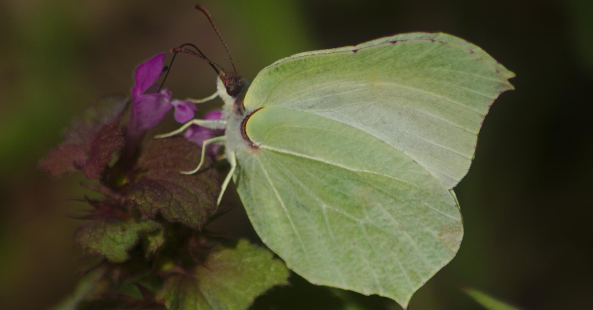 Comet Moth
