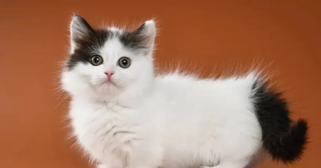 Munchkin Cat Breed