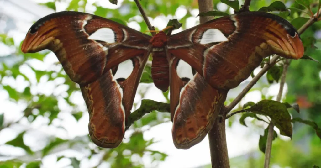 Cecropia Moth (Hyalophora cecropia)
