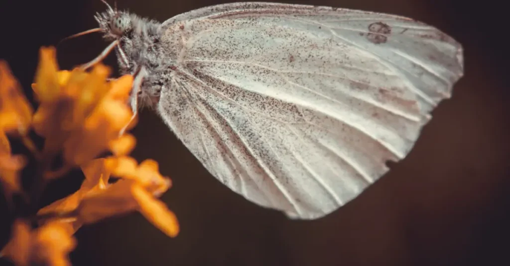 White Witch Moth (Thysania agrippina)