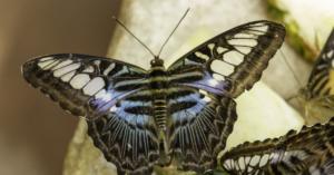 Coscinocera hercules