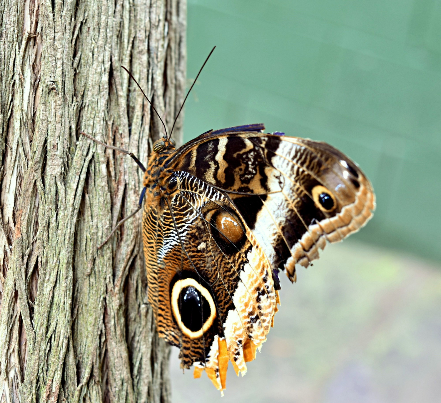 automeris io moth caterpillar