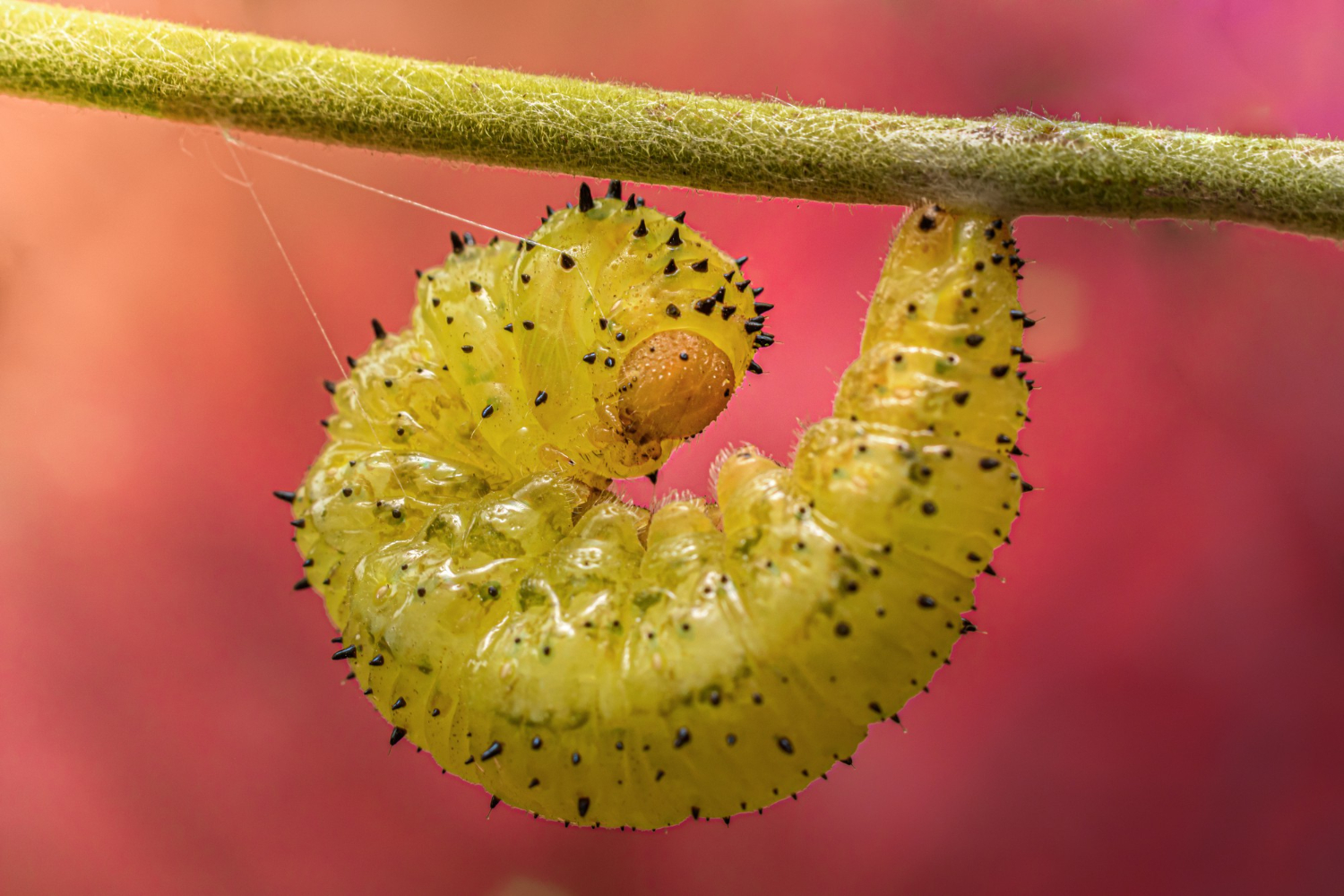 caterpillar life cycle