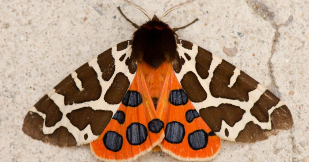 Garden Tiger Moth