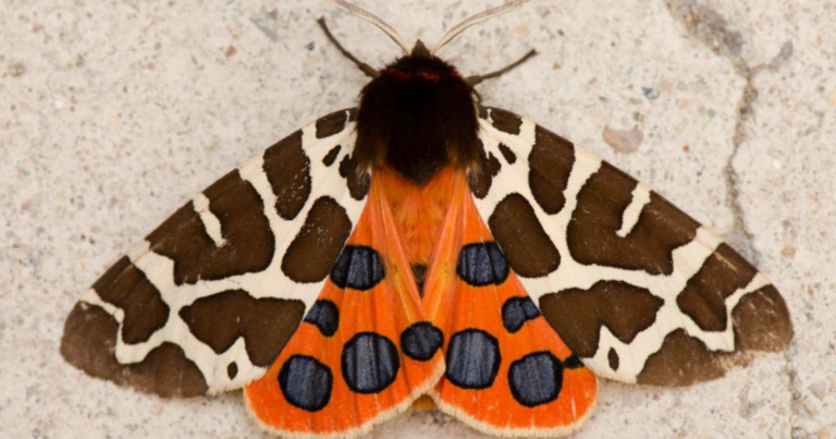 Garden Tiger Moth