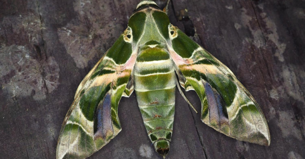 oleander hawk moth