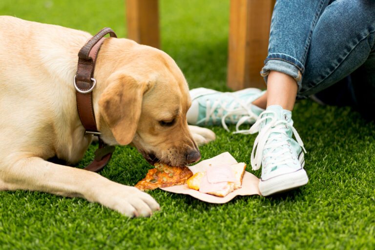 Best Dog Foods for Sensitive Stomachs Guide