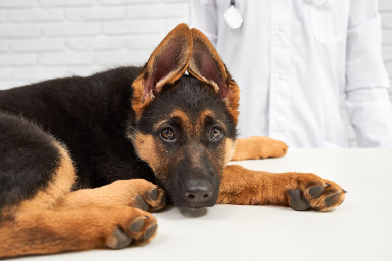 Dog Diseases and Prevention Tips
