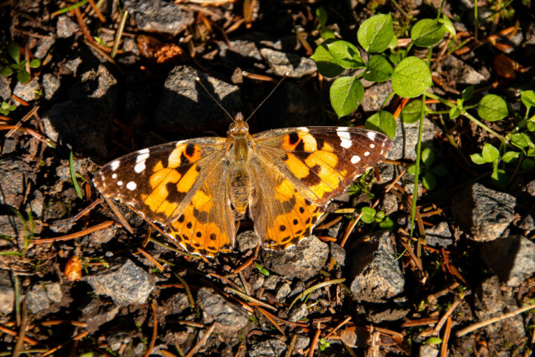 Garden Tiger Moth Defends Against Predators