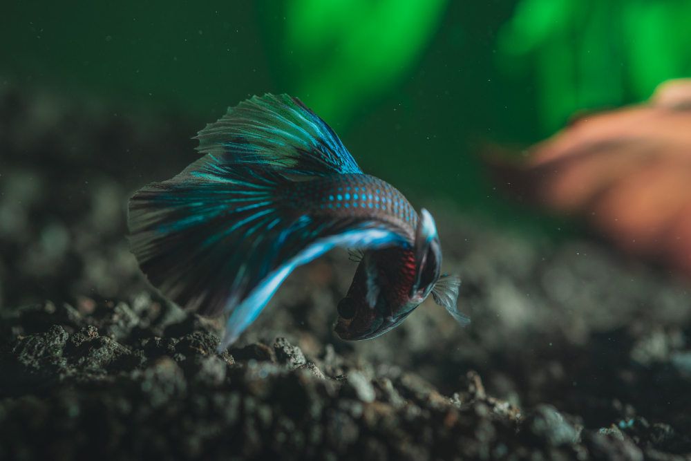 Betta Fish Care Tips