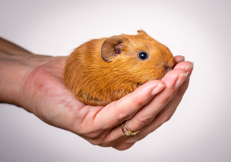 Syrian Hamster Care Guide