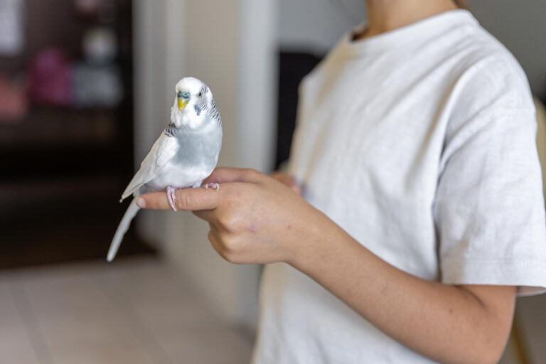 How to Train Your Pet Bird to Talk Easily Fast