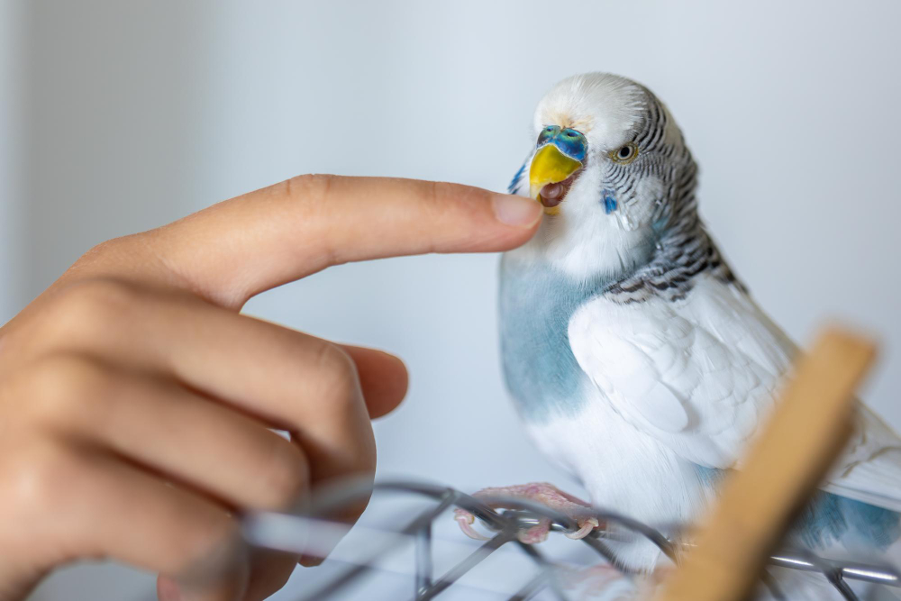 Cockatiel Parrot Care