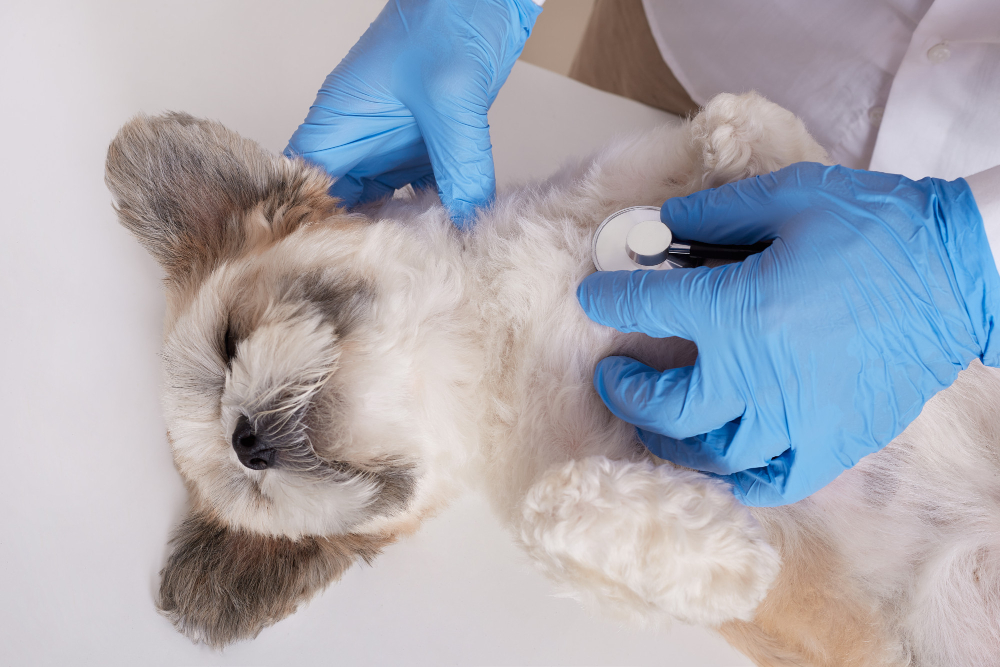The Skinification of Pet