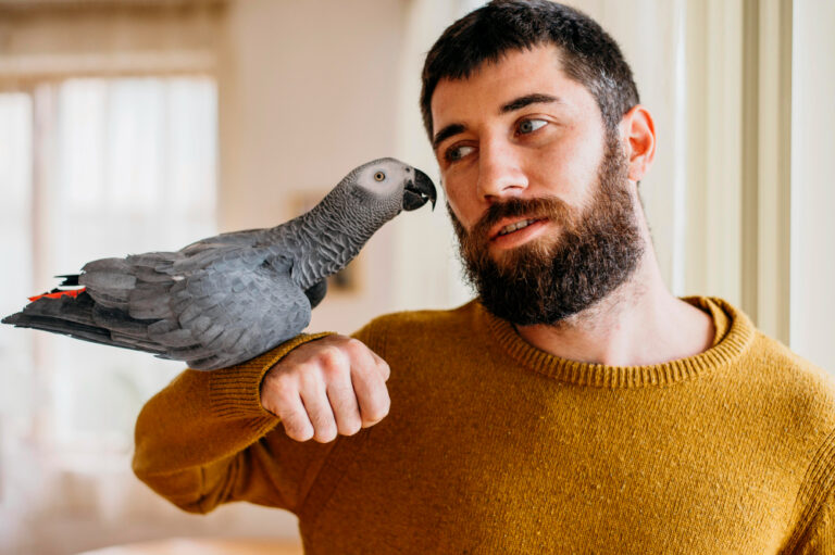 Easy Steps to Train a Parrot Fast at Home